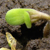 como germinar semente de cannabis