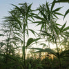 strain seeds de cannabis Cultivo de Guerrilha