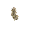 comprar seeds semente maconha cannabis Purple punch cbd