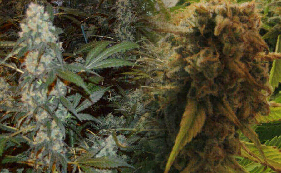 AK-47 Feminizada