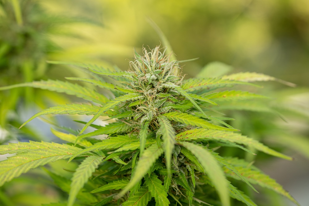 Como Plantar Maconha