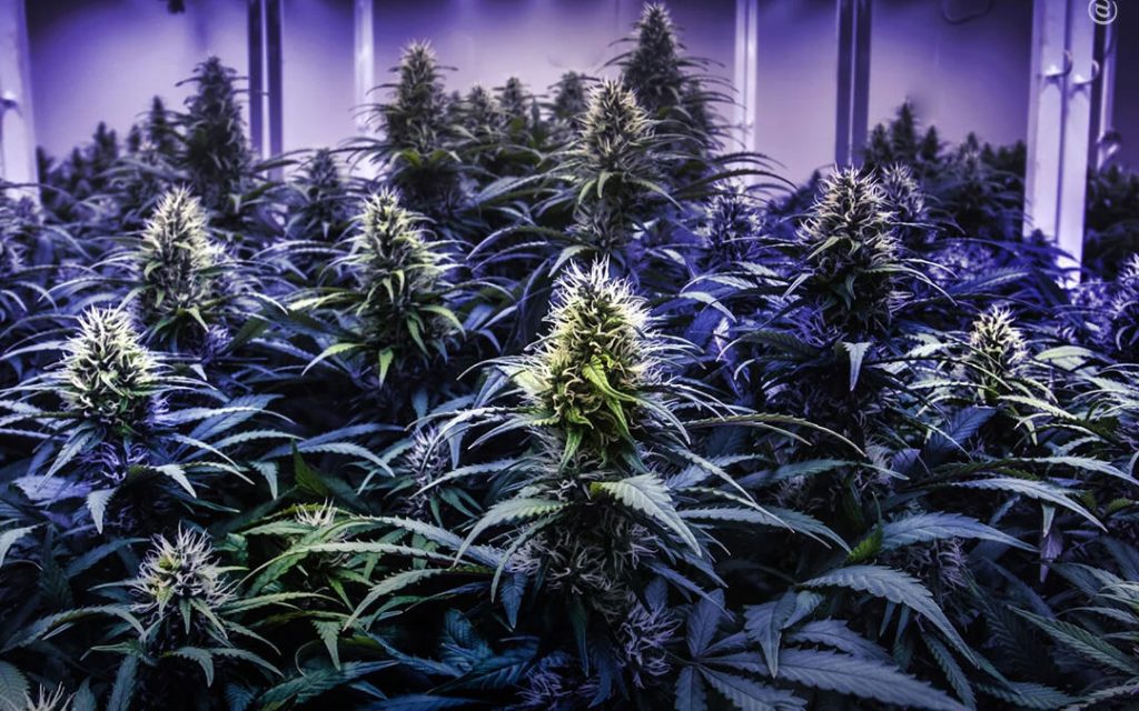 Fotoperíodo da Cannabis