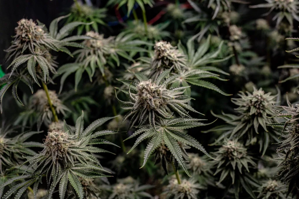 Sementes Automáticas de Cannabis
