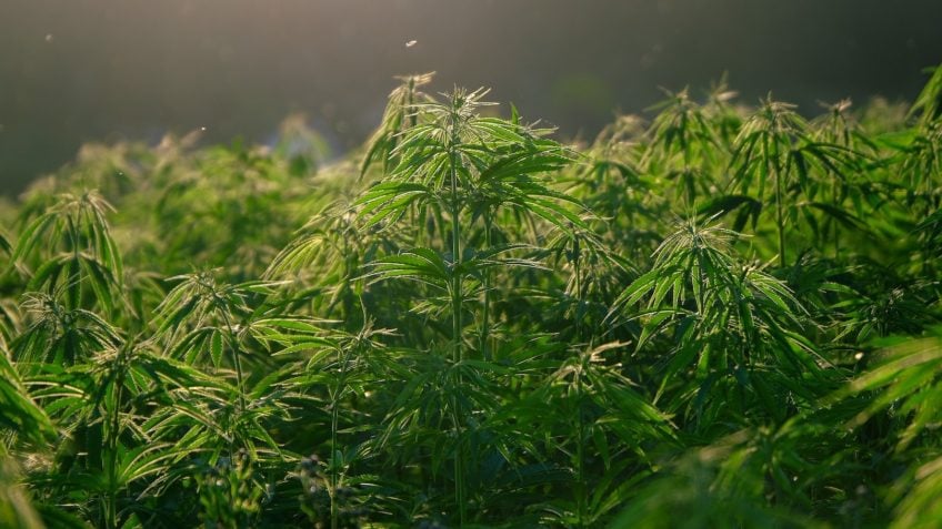 Cultivo de Cannabis