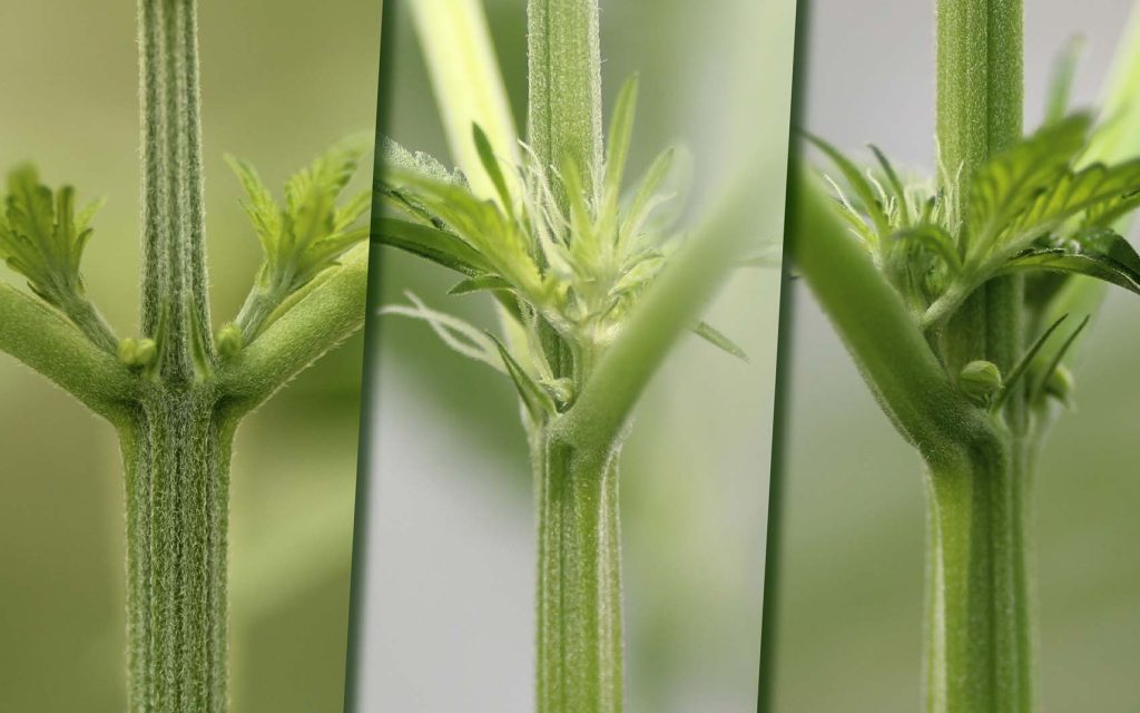 Fêmea ou Macho? Como Diferenciar o Sexo da Planta de Cannabis