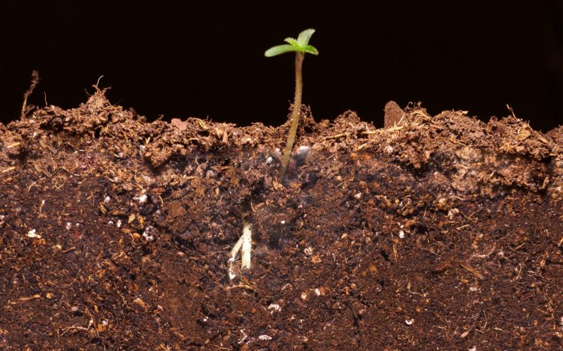 Como Germinar Sementes de Cannabis