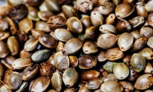 Melhores Sites para Comprar Seeds